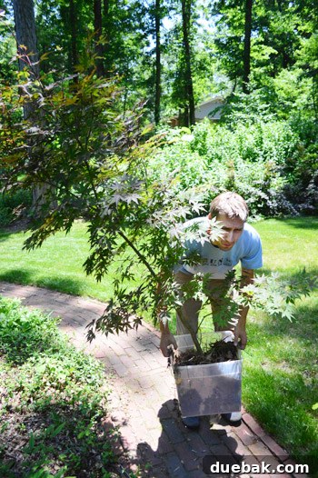 Person hoisting a heavy Japanese maple with a leaf in the eye.