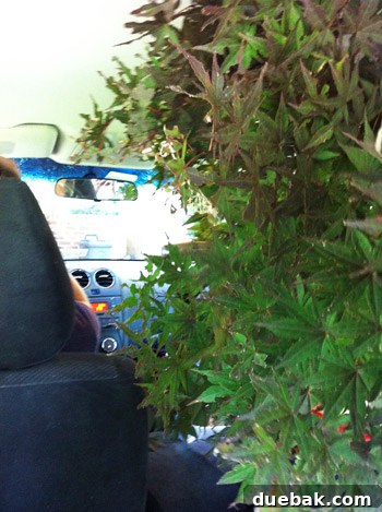 Japanese maple barely fitting into a car during transport.