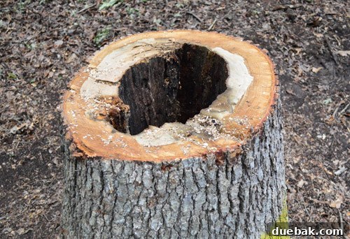 Giant Tree Threatening Home 10 An extremely hollow tree stump after removal, revealing severe internal decay that poses a significant hazard and emphasizes tree health issues.