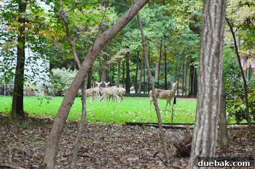 Deer in background giving a staredown