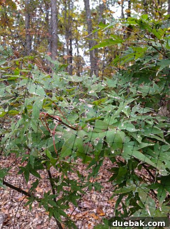 Uncovering Lead Contamination 8 A young maple tree protected by black netting to deter deer.