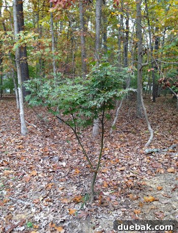 Uncovering Lead Contamination 9 The protected maple tree, with the black netting barely visible, showing new growth.