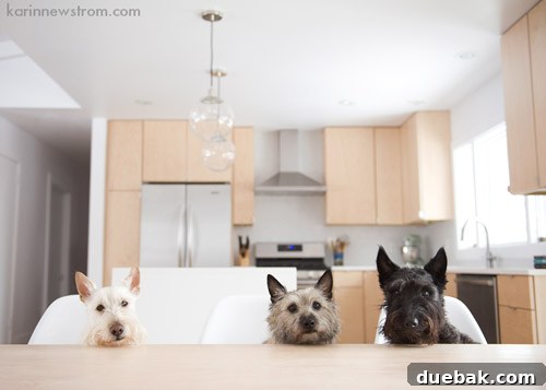 Golden Glow: A Contemporary Blonde Wood Kitchen 6 Karin's renovated all-wood kitchen featuring two dogs playfully interacting, highlighting the home's pet-friendly nature