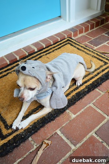 Burger the dog dressed in a cute, fluffy seal costume, looking slightly disgruntled.