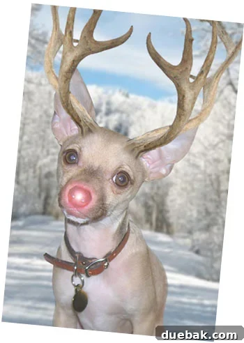 christmasrudolph-burger-holiday-card-copy christmasrudolph-burger-holiday-card-copy