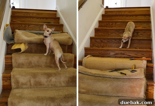 Removing Old Carpet and Stubborn Staples 11 Dog (Burger) stretching on the stairs during renovation