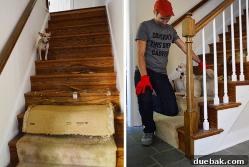 Removing Old Carpet and Stubborn Staples 12 Burger the dog sitting on carpet about to be removed
