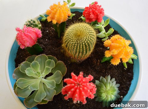 Hand-painted planter with succulents and cacti