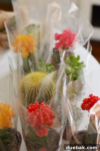 Selection of cacti and succulents