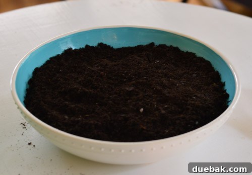 Cactus soil ready for planting