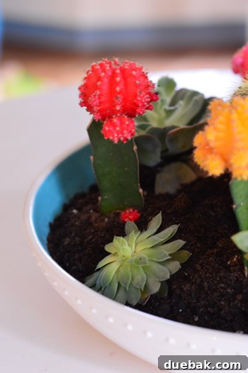 Clara potting succulents