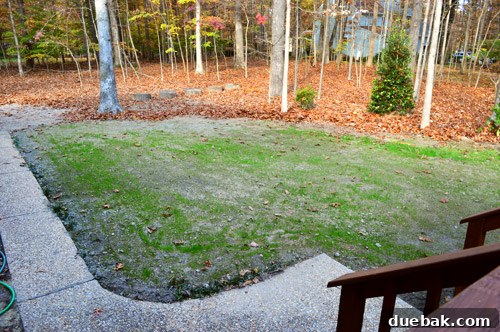 Curb Appeal Mastery 12 Newly sprouted grass appearing in the front yard after three weeks