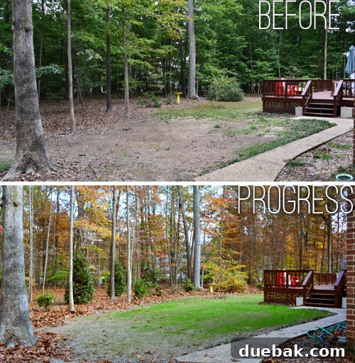 Curb Appeal Mastery 14 Newly planted evergreen shrubs for privacy screening in the backyard