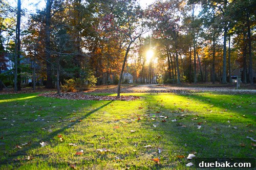 Curb Appeal Mastery 19 Recently seeded lawn covered with fallen autumn leaves, a common challenge