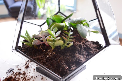 Craft Your Own Miniature Ecosystem 11 Small succulents being planted into the terrarium's potting soil