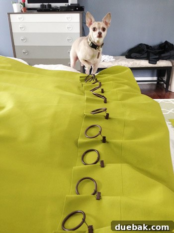 Dog, Burger, observing DIY curtain project with a close-up of fabric being pinched and clipped.