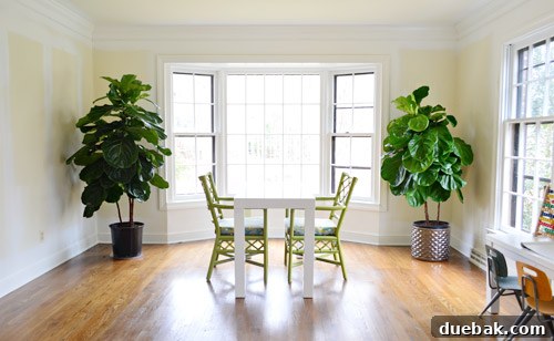A small desk temporarily placed in the center of the office to test the floating desk concept, flanked by two large fiddle leaf fig plants.