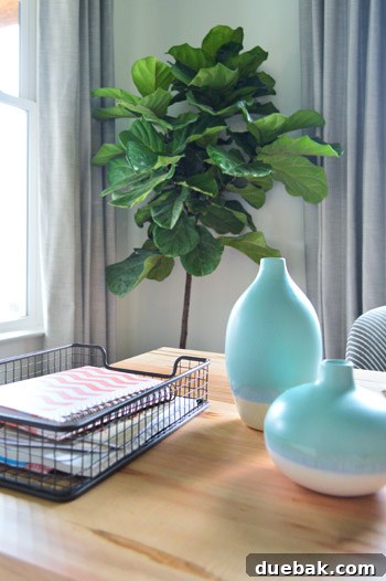 Large fiddle leaf fig plant next to an office desk