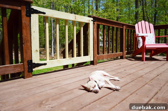 Happy Chihuahua Dog Laying In Sun On Deck Next To Newly Completed DIY Deck Gate