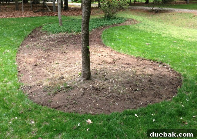 Dug Out Bed Around Trees Before Mulch Is Placed