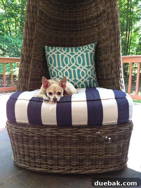 Burger, the family dog, comfortably lounging and napping in the new, inviting wicker egg chair on the back porch