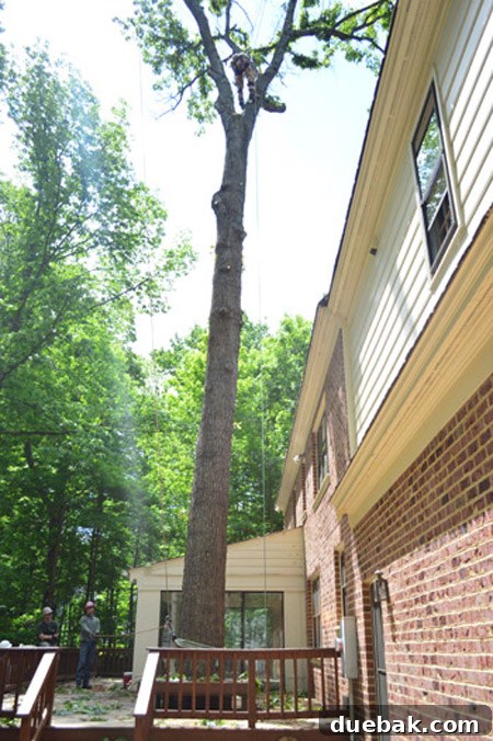 Large tree on deck being removed