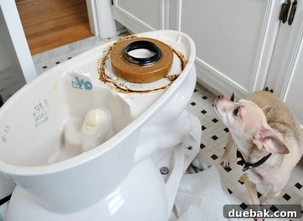 New Wax Ring On Bottom Of Toilet Bowl For Installation With Dog Sniffing
