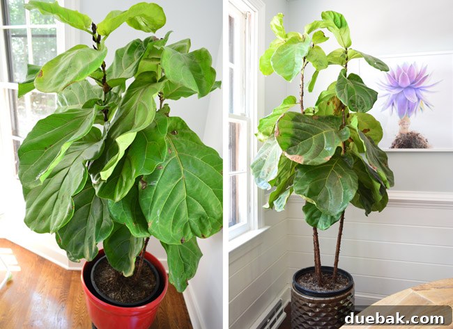 Two fiddle leaf fig plants, one thriving in an office, one newly moved to a kitchen corner