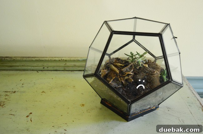 Dead terrarium with shriveled plants