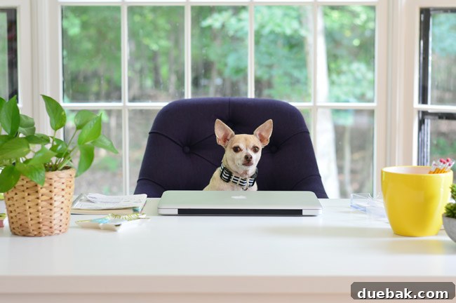 Two comfortable navy blue desk chairs with button tufting and wheels in a home office setting.