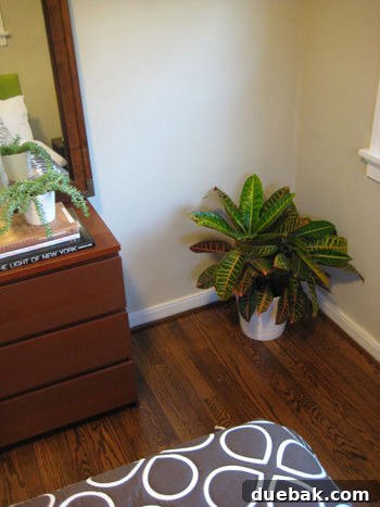fire-plant-in-the-corner croton plant with fiery red leaves in a room corner