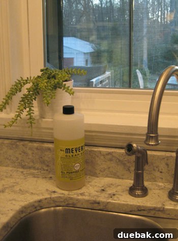 burro-tail-succulent-house-plant burro tail succulent plant soaking up sun on a kitchen windowsill