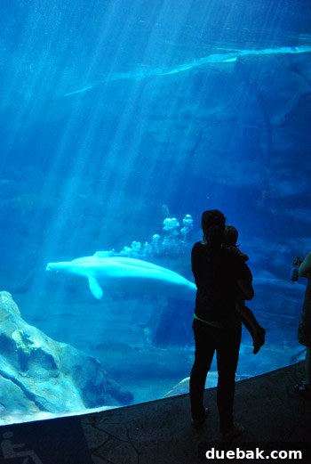 Georgia Aquarium: A World Beneath the Surface 2 Georgia Aquarium Beluga Whales