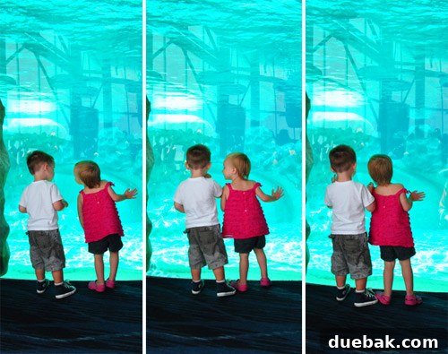 Georgia Aquarium: A World Beneath the Surface 11 Georgia Aquarium Toddlers at Dolphin Tank