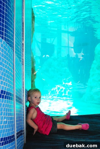 Georgia Aquarium: A World Beneath the Surface 12 Georgia Aquarium Toddler Resting by Dolphin Tank