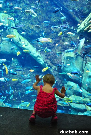 Georgia Aquarium: A World Beneath the Surface 15 Georgia Aquarium Fish Tank with Toddler
