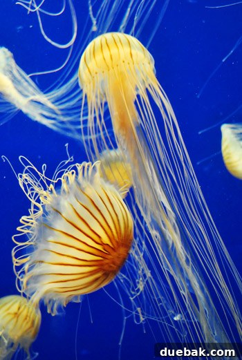 Georgia Aquarium: A World Beneath the Surface 17 Georgia Aquarium Jellyfish Up Close