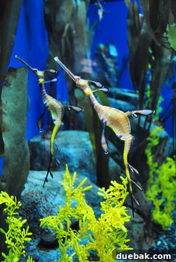 Georgia Aquarium: A World Beneath the Surface 18 Georgia Aquarium Seahorses Up Close