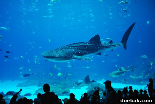 Georgia Aquarium: A World Beneath the Surface 19 Georgia Aquarium Whale Shark Tank
