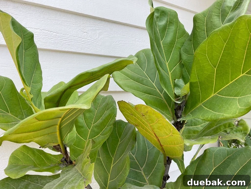 Close up of vibrant, healthy green fiddle leaf fig leaves, showcasing their characteristic shape and texture.