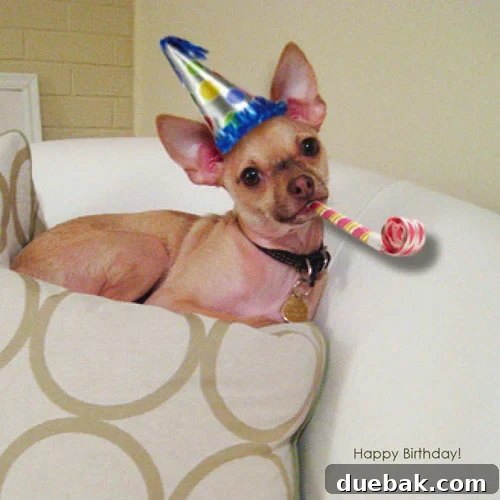Adorable photoshopped image of a baby boy, likely a pet, wearing a festive birthday hat and celebratory attire