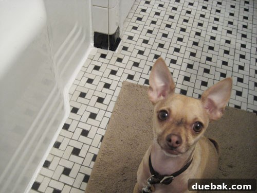 The Secret to Flawless Caulk Lines 10 A dog named Burger happily sitting in the newly renovated bathroom, reflecting the success of the mini-overhaul