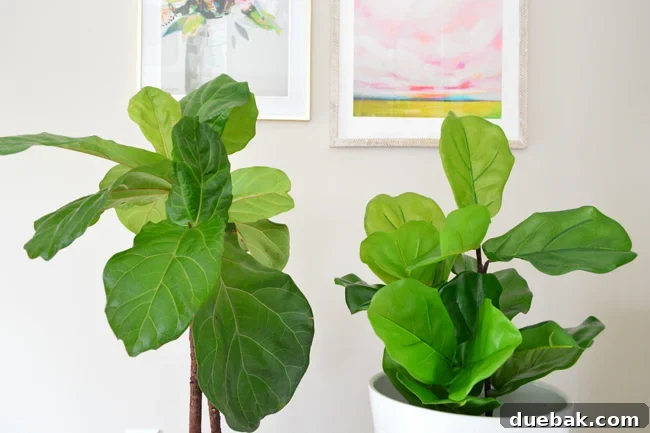 The Faux Fiddle Leaf Fig That Ended My Search 5 Comparison of a real fiddle leaf fig and a faux fiddle leaf fig