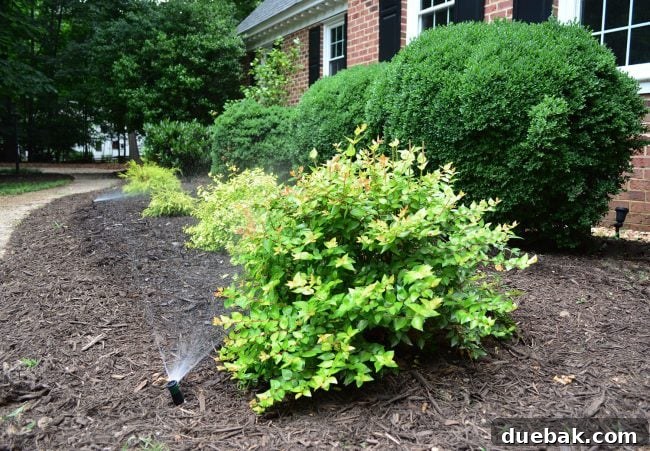 Mister irrigation head discreetly placed within a mulched garden bed, providing gentle watering