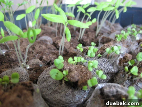 Our Simple Hacks for Cutting Bills and Saving Big 3 Close-up of freshly picked herbs and vegetables from a home garden