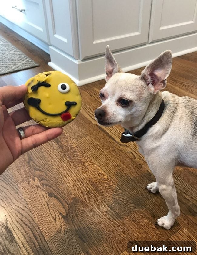 When Home Renovations Bring Sherry to Tears 3 Burger the dog with a winky eye eating a slightly melted dog cookie before beach house renovation trip