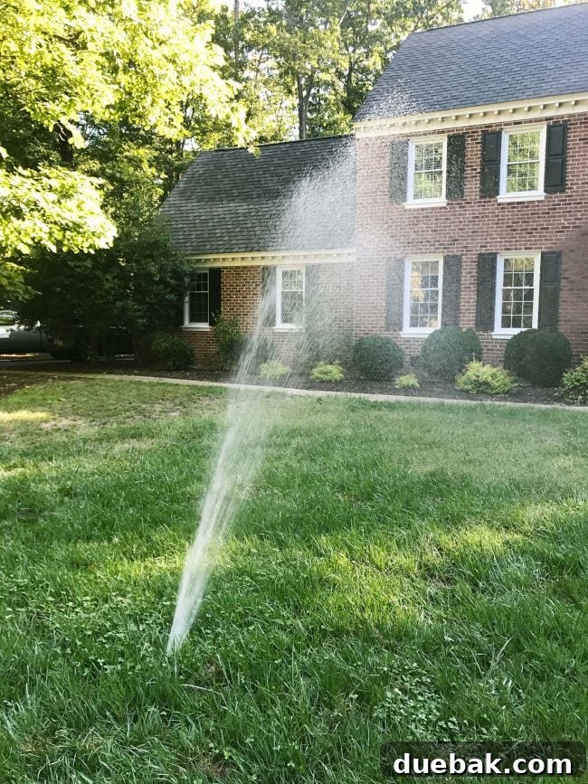 Faux Plants: Your Secret to Effortless Style 2 Lawn geyser from broken sprinkler