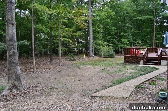 The Life We Almost Didn't Share 3 Before photo of backyard with large tree