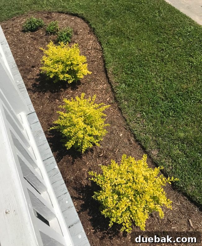 Instant Curb Appeal: Easy Garden Updates 10 Close up of thriving ligustrum and gardenia bushes with blooming flowers in the landscaped front yard.