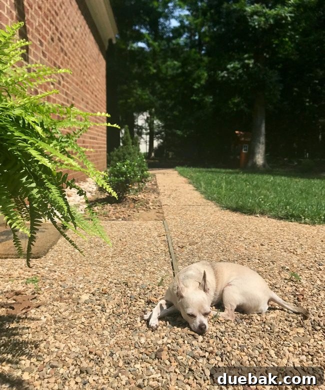 Out With the Deck, In With a Pea Gravel Patio 15 Our dog, Burger, resting on the pea gravel patio where it meets the old aggregate path, showing the seamless blend.